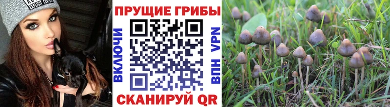 Галлюциногенные грибы мицелий  Красноармейск 